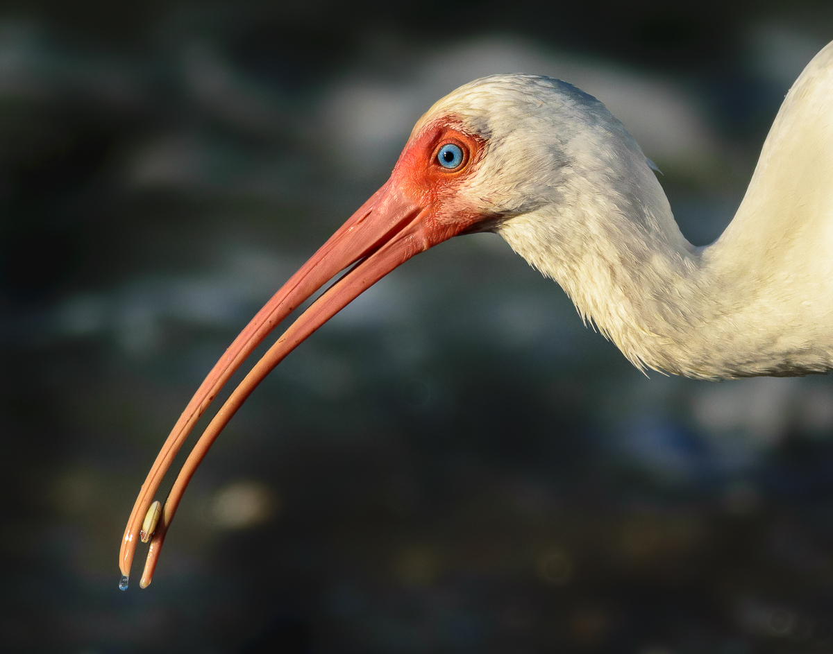 Ibis with Clam